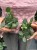 Xerosicyos danguyi Silver Dollar Plant (5).jpeg