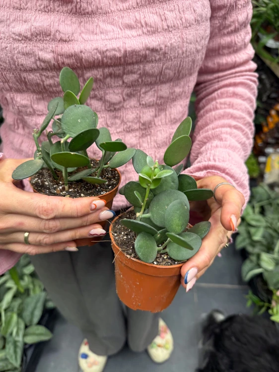 Xerosicyos danguyi Silver Dollar Plant (1).jpeg