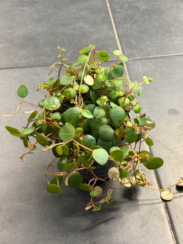 Peperomia prostrata 'Pepperspot' (2).jpeg