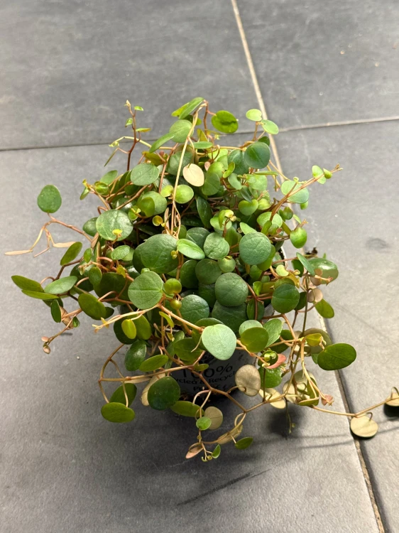 Peperomia prostrata 'Pepperspot' (2).jpeg