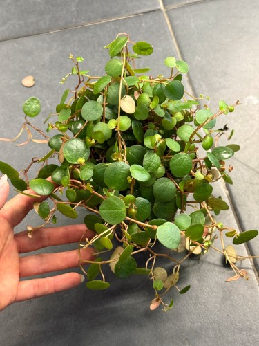 Peperomia prostrata 'Pepperspot' (1).jpeg