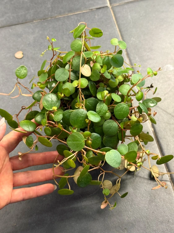Peperomia prostrata 'Pepperspot' (1).jpeg
