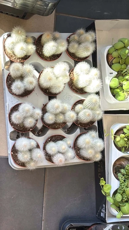 Cleistocactus strausii