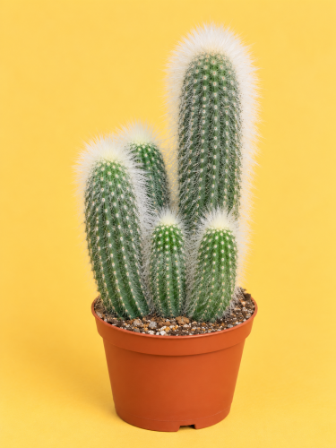 Cleistocactus strausii