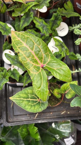 Cyrtosperma Johnstonii DØ 8 cm Alocasia Black Jack