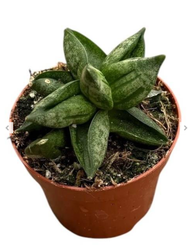 Sansevieria Pyramid sansewieria
