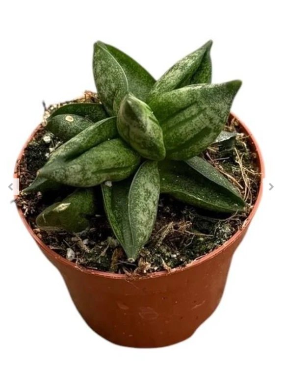 Sansevieria Pyramid sansewieria