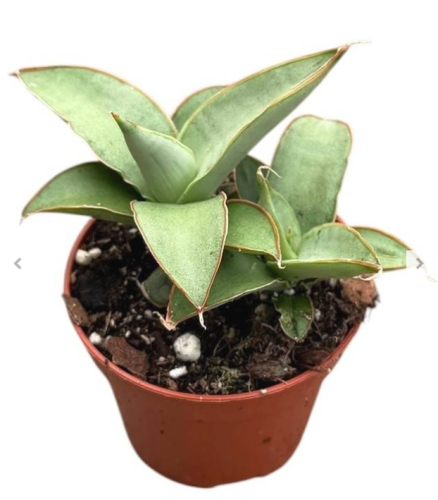 Sansevieria Swan Dancer sansewieria