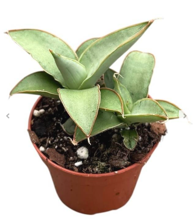 Sansevieria Swan Dancer sansewieria