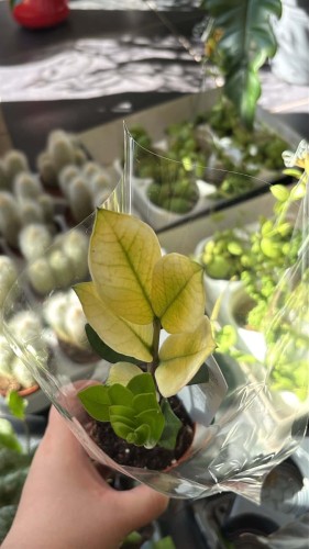 Zamioculcas zamiifolia 'Chameleon' / Zamiokulkas 'Chameleon