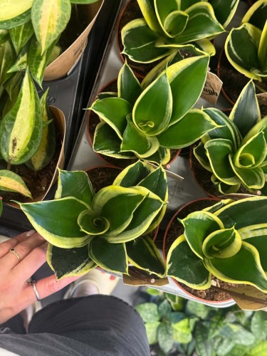 Sansevieria Golden Hahnii Black