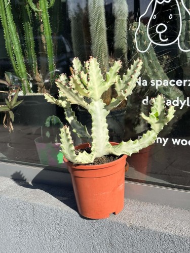 euphorbia white ghost
