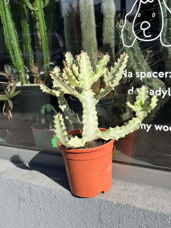 euphorbia white ghost