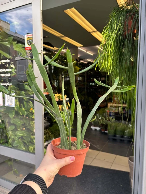 euphorbia xylophylloides enterophora DZIWAK