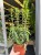 Kalanchoe 'Lucky Bells'  Kalanchoe 'Lucky Bells' – Pendant Bellflower Kalanchoe (2).jpg