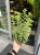 Kalanchoe 'Lucky Bells'  Kalanchoe 'Lucky Bells' – Pendant Bellflower Kalanchoe (1).jpg