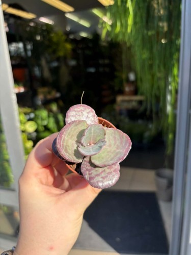 Kalanchoe humilis 'Tiger ŻYWORÓDKA  (2).jpg