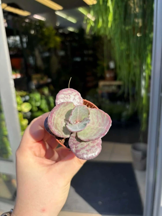 Kalanchoe humilis 'Tiger ŻYWORÓDKA  (2).jpg
