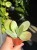 Kalanchoe thyrsiflora Red lips (2).jpg