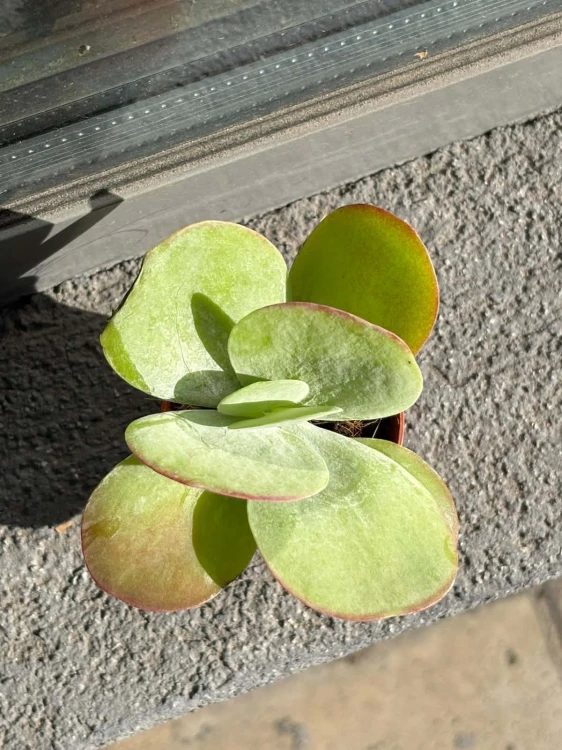 Kalanchoe thyrsiflora Red lips (3).jpg