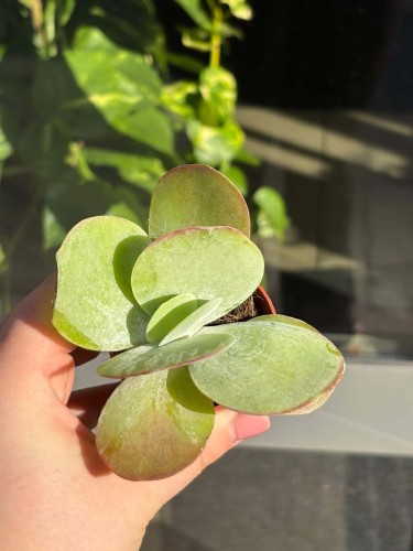 Kalanchoe thyrsiflora Red lips (1).jpg