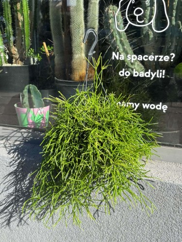 Rhipsalis clavata Easy Sweety patyczak  (2).jpg