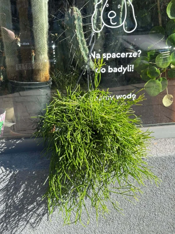 Rhipsalis clavata Easy Sweety patyczak  (1).jpg