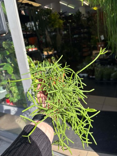 rhipsalis heteroclada patyczak  (2).jpg