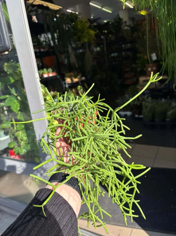 rhipsalis heteroclada patyczak  (2).jpg