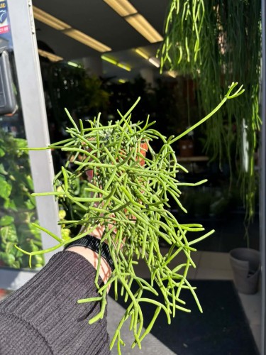 rhipsalis heteroclada patyczak  (3).jpg