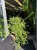 rhipsalis heteroclada patyczak  (3).jpg
