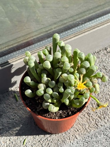 Fenestraria rhopalophylla subsp. aurantiaca (1).jpg