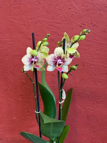 Phalaenopsis – Storczyk nakrapiany, żółto-różowy (1).jpeg