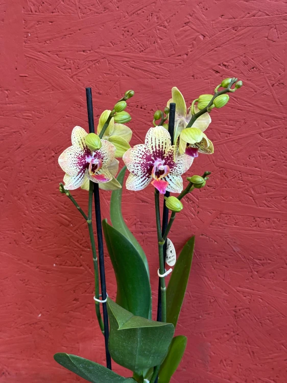 Phalaenopsis – Storczyk nakrapiany, żółto-różowy (1).jpeg