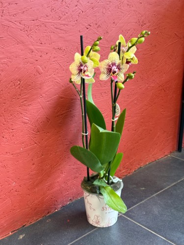 Phalaenopsis – Storczyk nakrapiany, żółto-różowy (2).jpeg