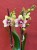 Phalaenopsis – Storczyk nakrapiany, żółto-różowy (3).jpeg