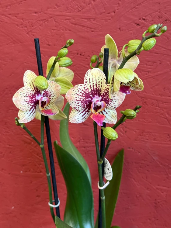Phalaenopsis – Storczyk nakrapiany, żółto-różowy (3).jpeg