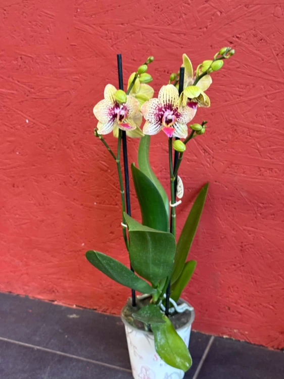 Phalaenopsis – Storczyk nakrapiany, żółto-różowy (1).jpg