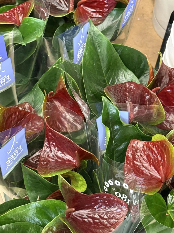 Anthurium 'Essencia'