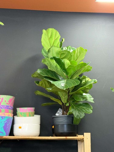 fikus Figowiec dębolistny Ficus lyrata KURIER
