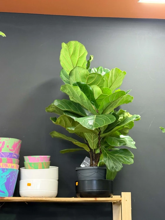 fikus Figowiec dębolistny Ficus lyrata KURIER