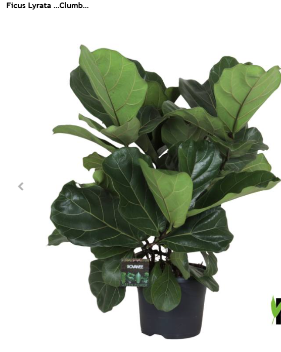 fikus Figowiec dębolistny Ficus lyrata KURIER