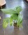 rhaphidophora decursiva  monstera decursiva  (2).jpeg