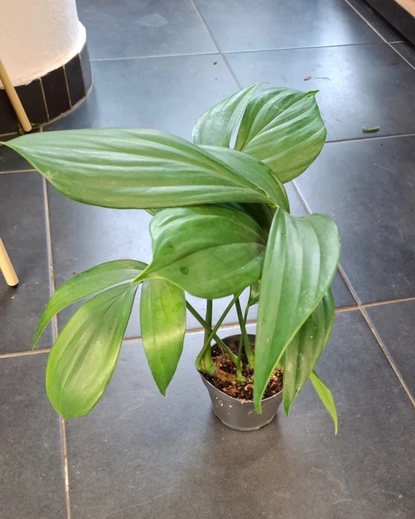 rhaphidophora decursiva  monstera decursiva  (2).jpeg