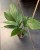 rhaphidophora decursiva  monstera decursiva  (3).jpeg