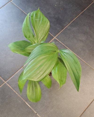 rhaphidophora decursiva  monstera decursiva  (1).jpeg