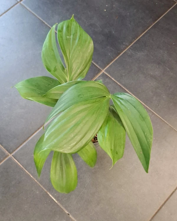 rhaphidophora decursiva  monstera decursiva  (1).jpeg