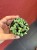 Senecio starzec Senecio rowleyanus 'Variegata (2).jpeg