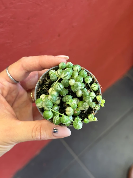 Senecio starzec Senecio rowleyanus 'Variegata (2).jpeg
