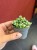 Senecio starzec Senecio rowleyanus 'Variegata (4).jpeg